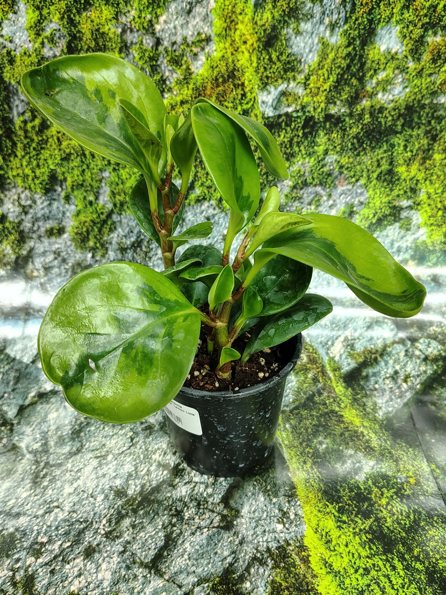 Magazoo Peperomia Obtusifolia 'Lemon Lime' Plant 10cm
