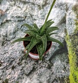 Magazo Aloe sp. Plant