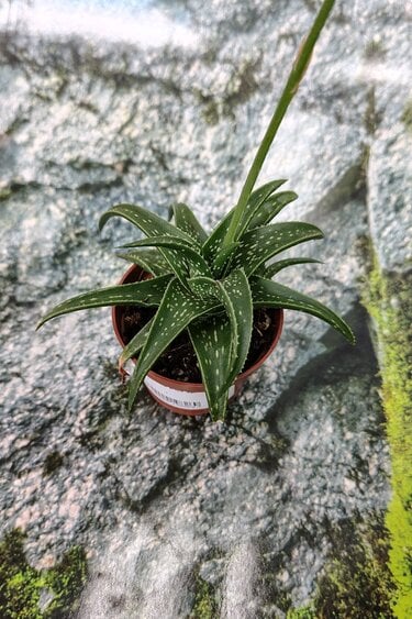 Magazo Plante Aloes sp.