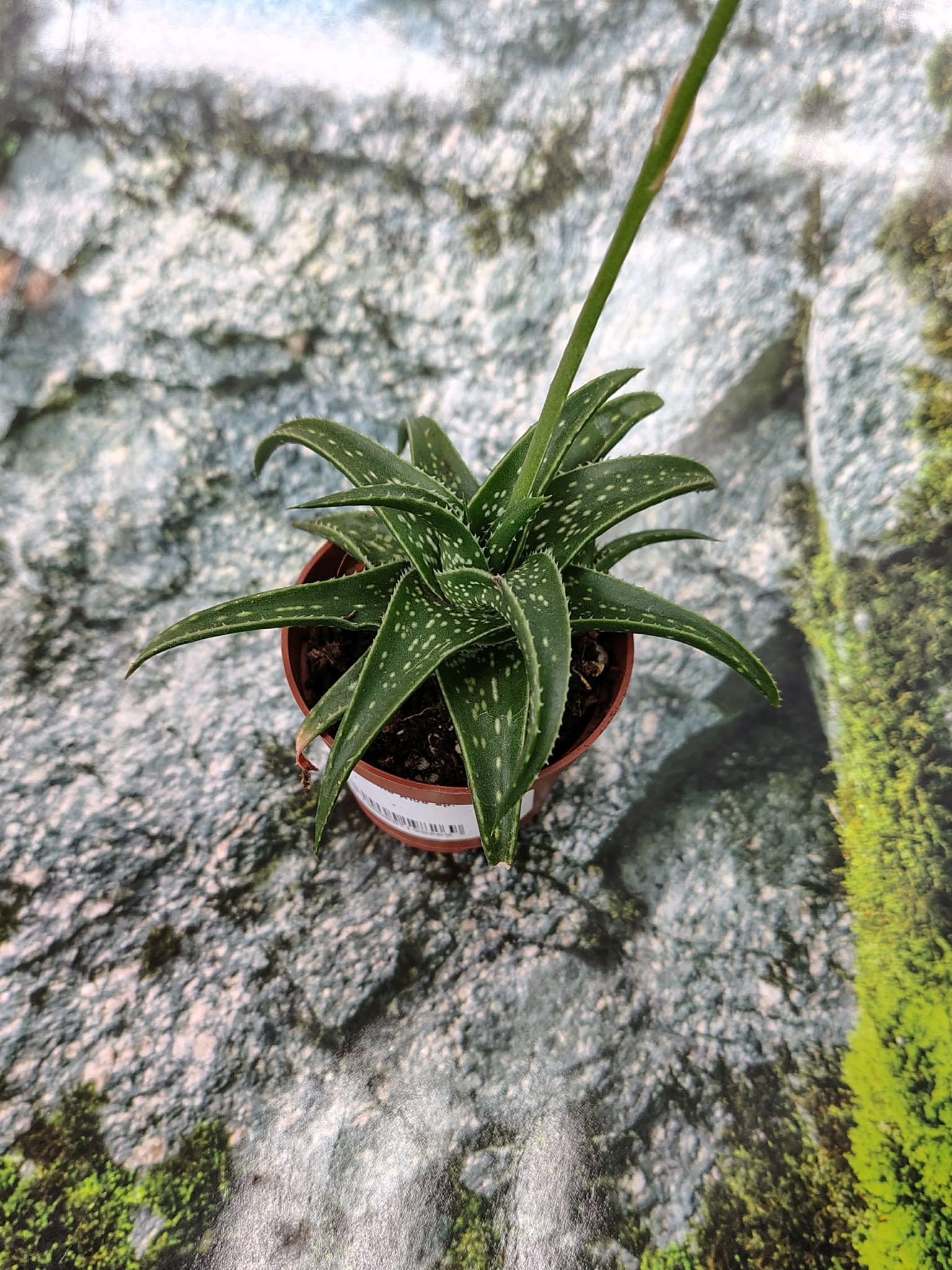 Magazo Plante Aloes sp.