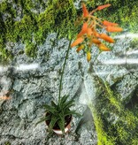 Magazo Aloe sp. Plant