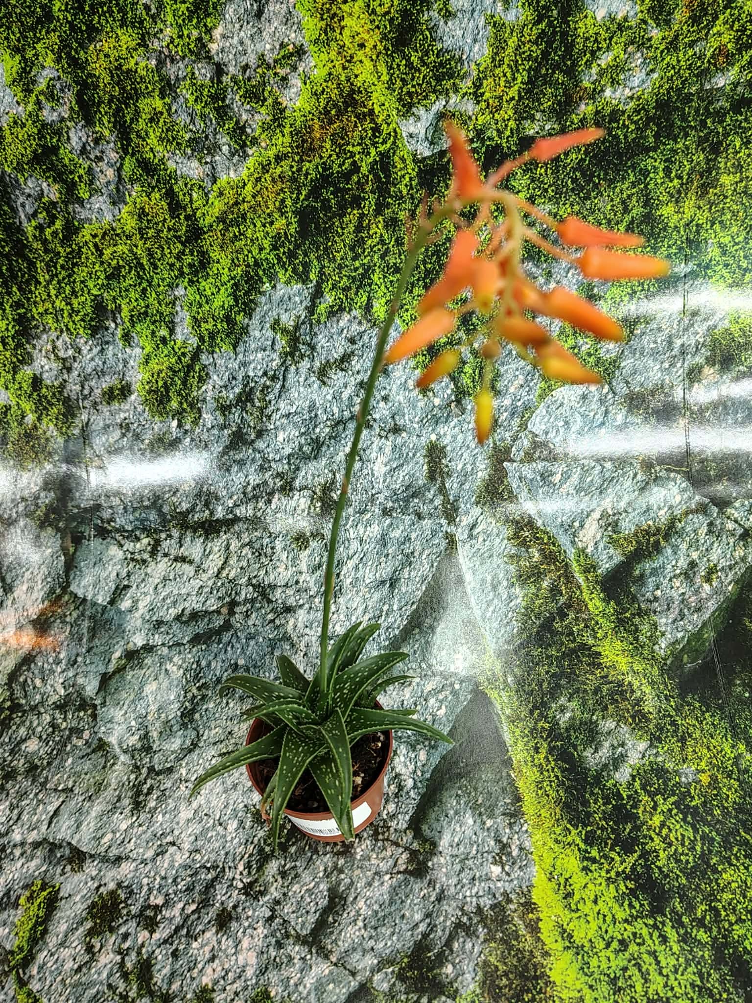 Magazo Plante Aloes sp.
