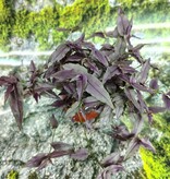 Magazoo Tradescantia Multiflora 'Purple Bridal Veil' Plant