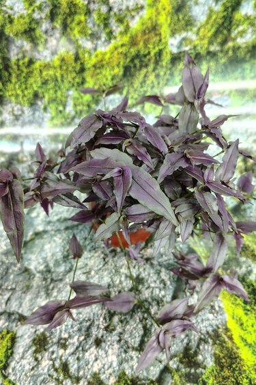 Magazoo Tradescantia Multiflora 'Purple Bridal Veil' Plant