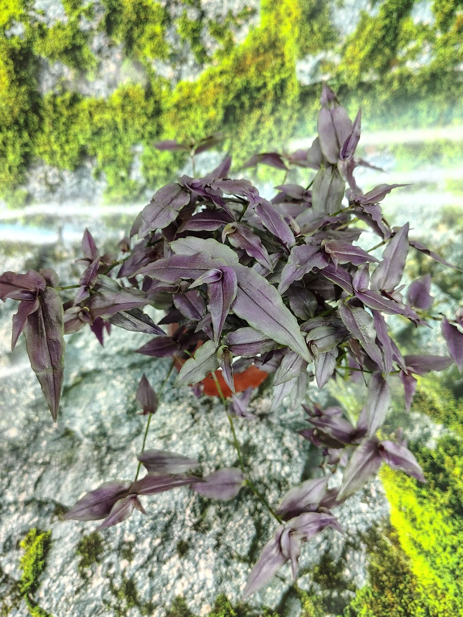 Magazoo Tradescantia Multiflora 'Purple Bridal Veil' Plant