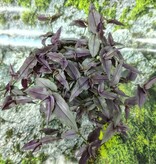 Magazoo Plante Tradescantia Multiflora 'Purple Bridal Veil'