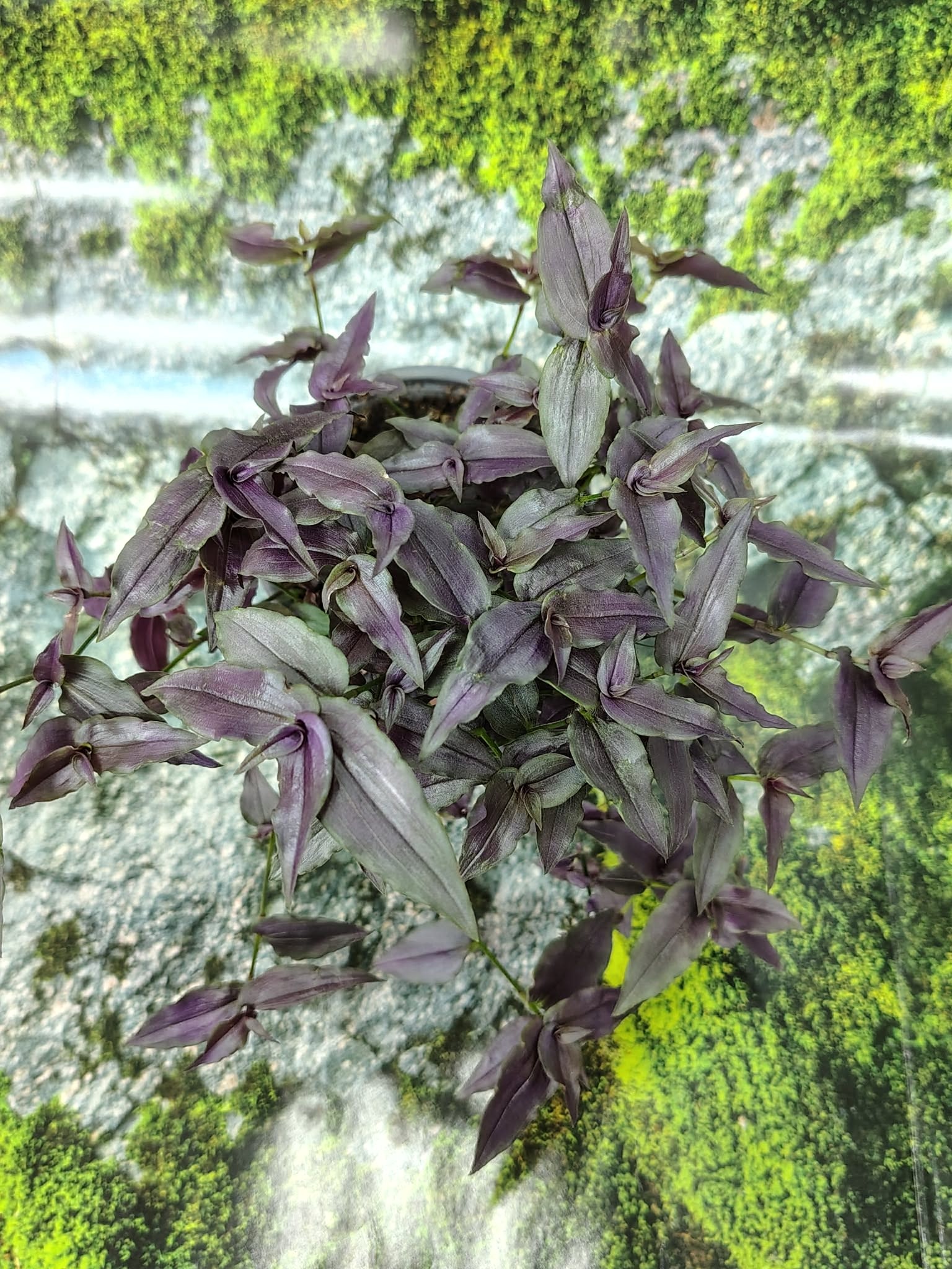 Magazoo Plante Tradescantia Multiflora 'Purple Bridal Veil'