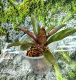 Magazoo Medium Bromeliads sp. Plant