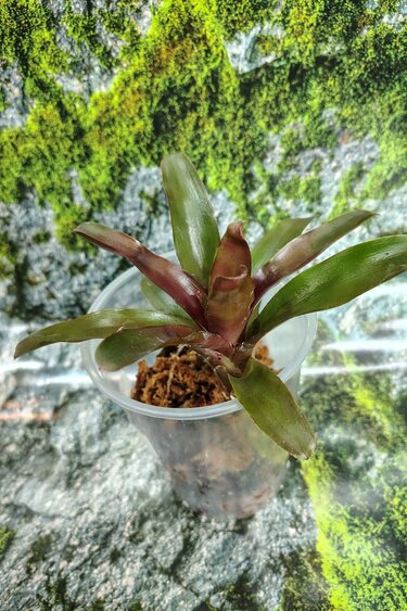 Magazoo Medium Bromeliads sp. Plant