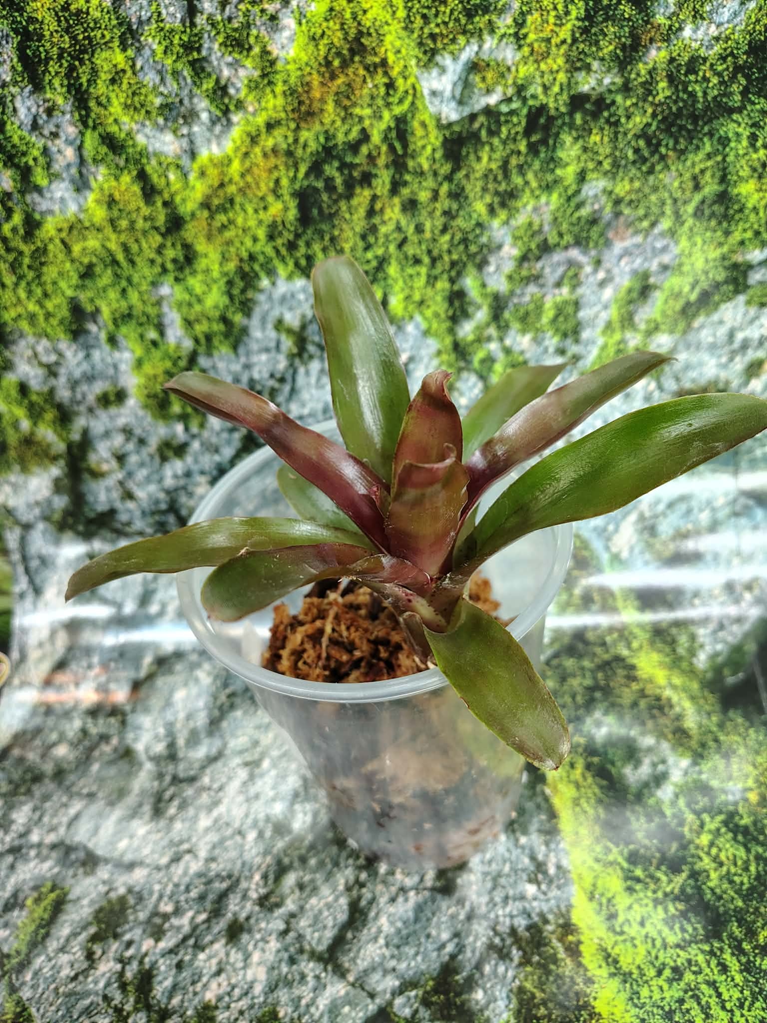 Magazoo Medium Bromeliads sp. Plant