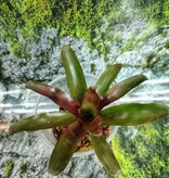 Magazoo Plante Bromeliads sp. Moyen