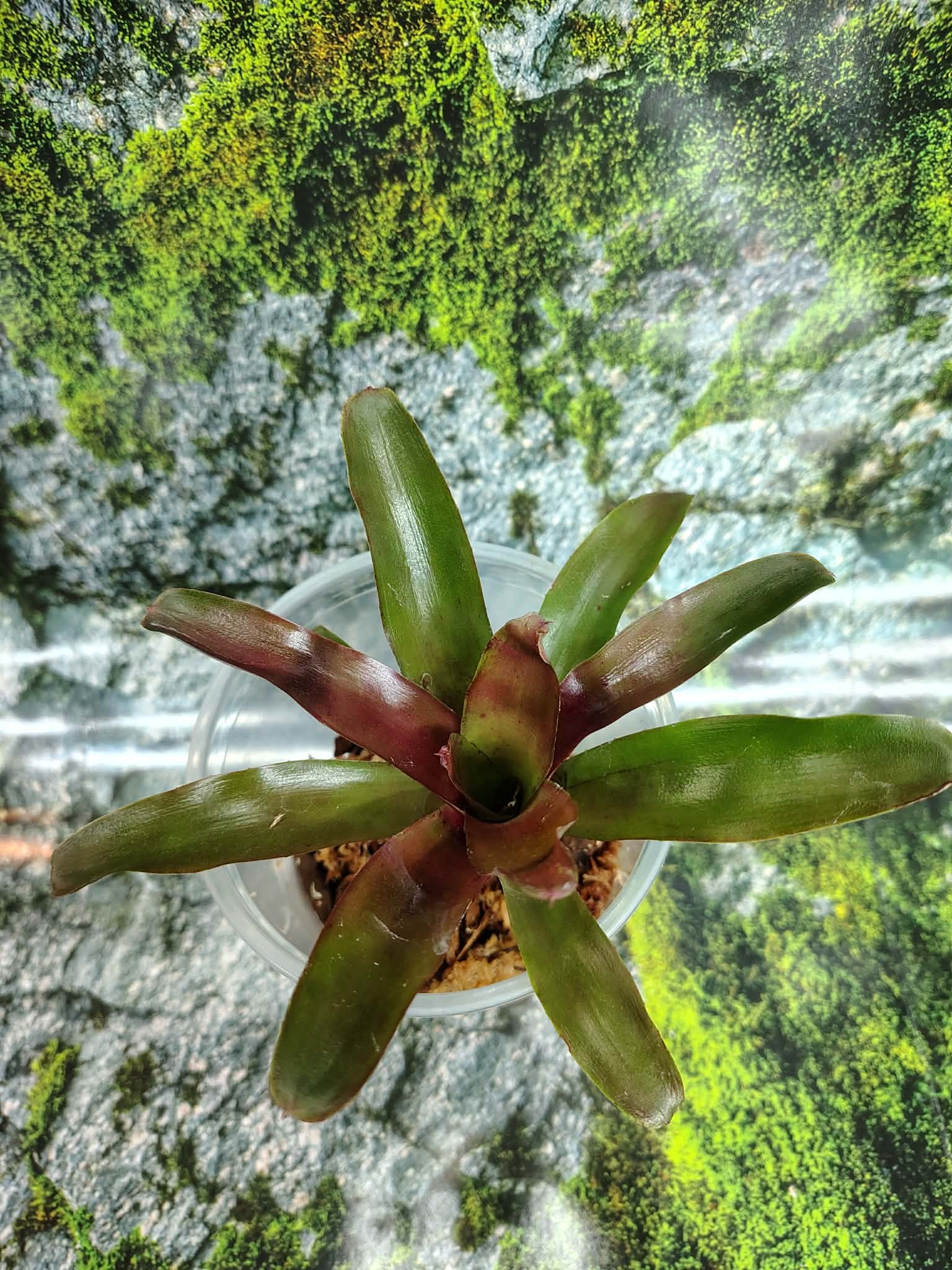 Magazoo Medium Bromeliads sp. Plant