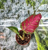 Magazoo Aglaonema sp. Plant