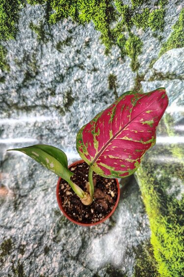 Magazoo Plante Aglaonema sp.