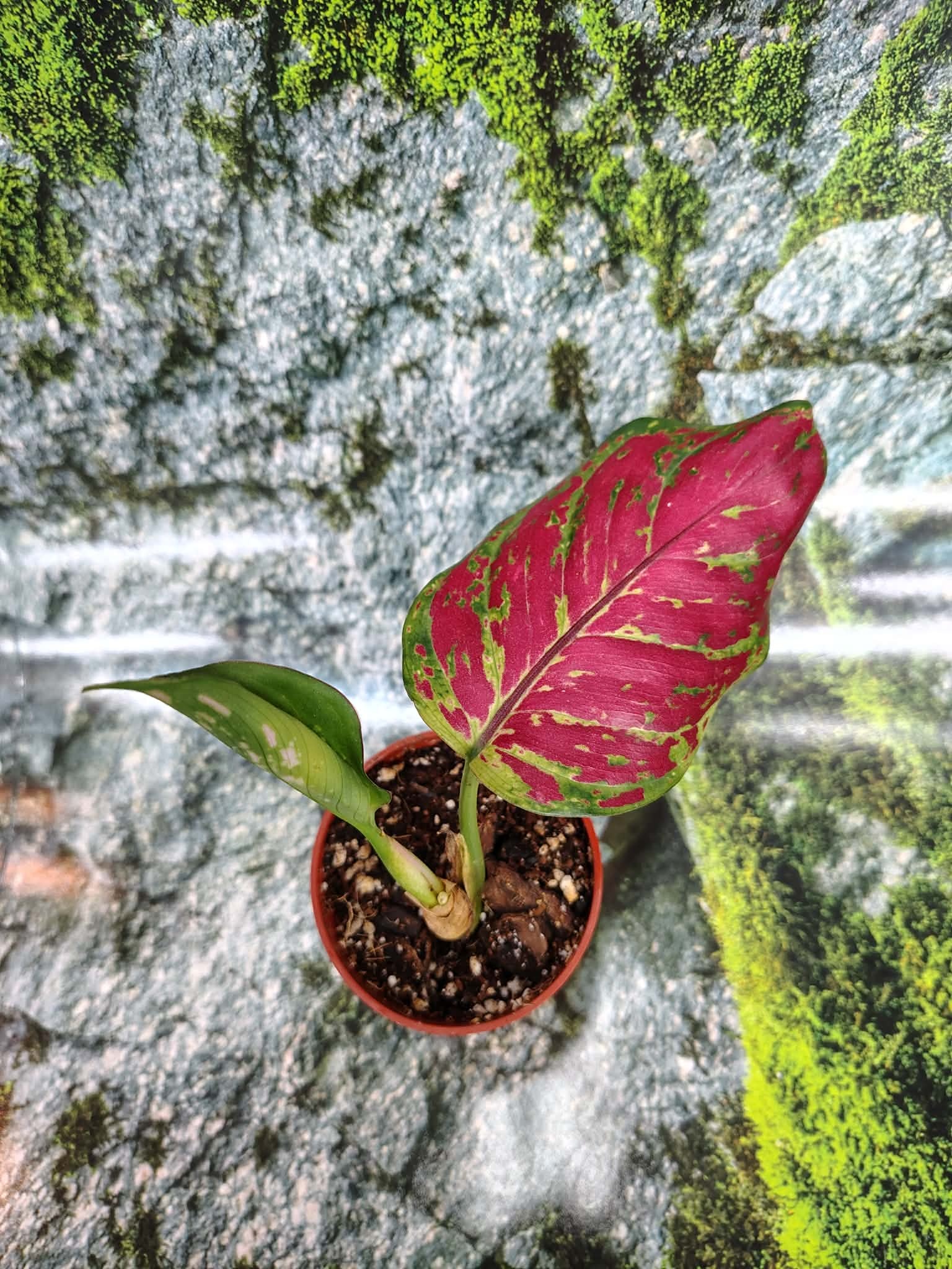 Magazoo Aglaonema sp. Plant