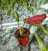 Magazoo Aglaonema sp. Plant