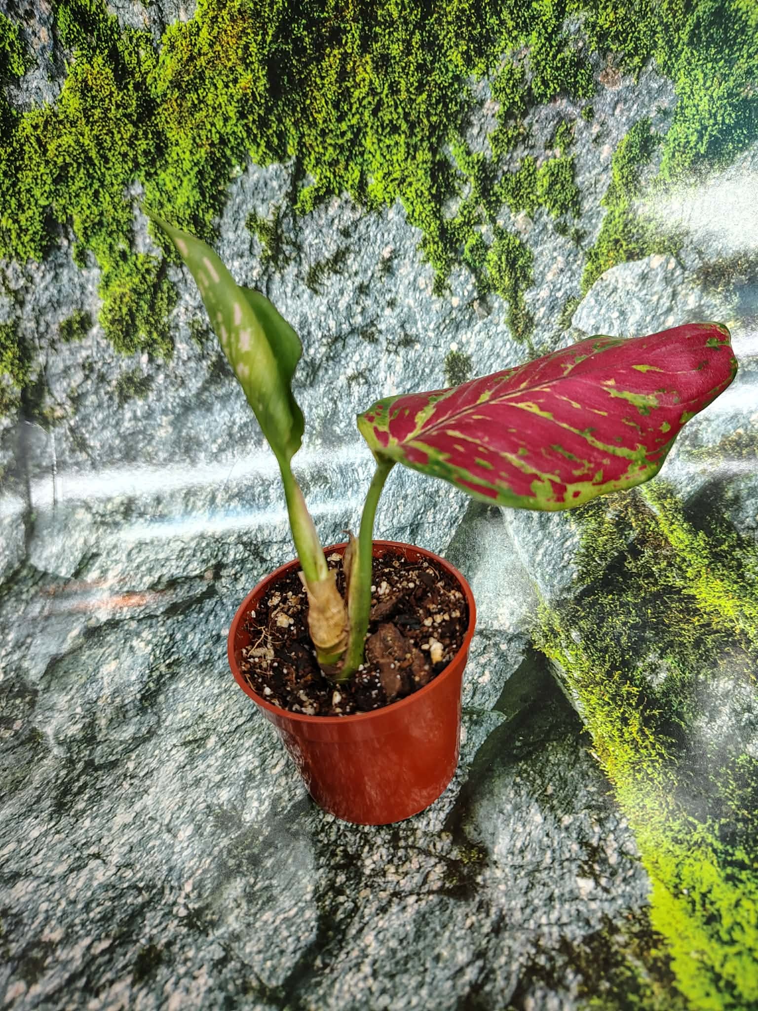 Magazoo Plante Aglaonema sp.