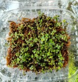 Pilea depressa Plant