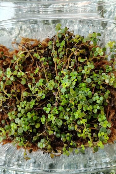 Plante Pilea depressa