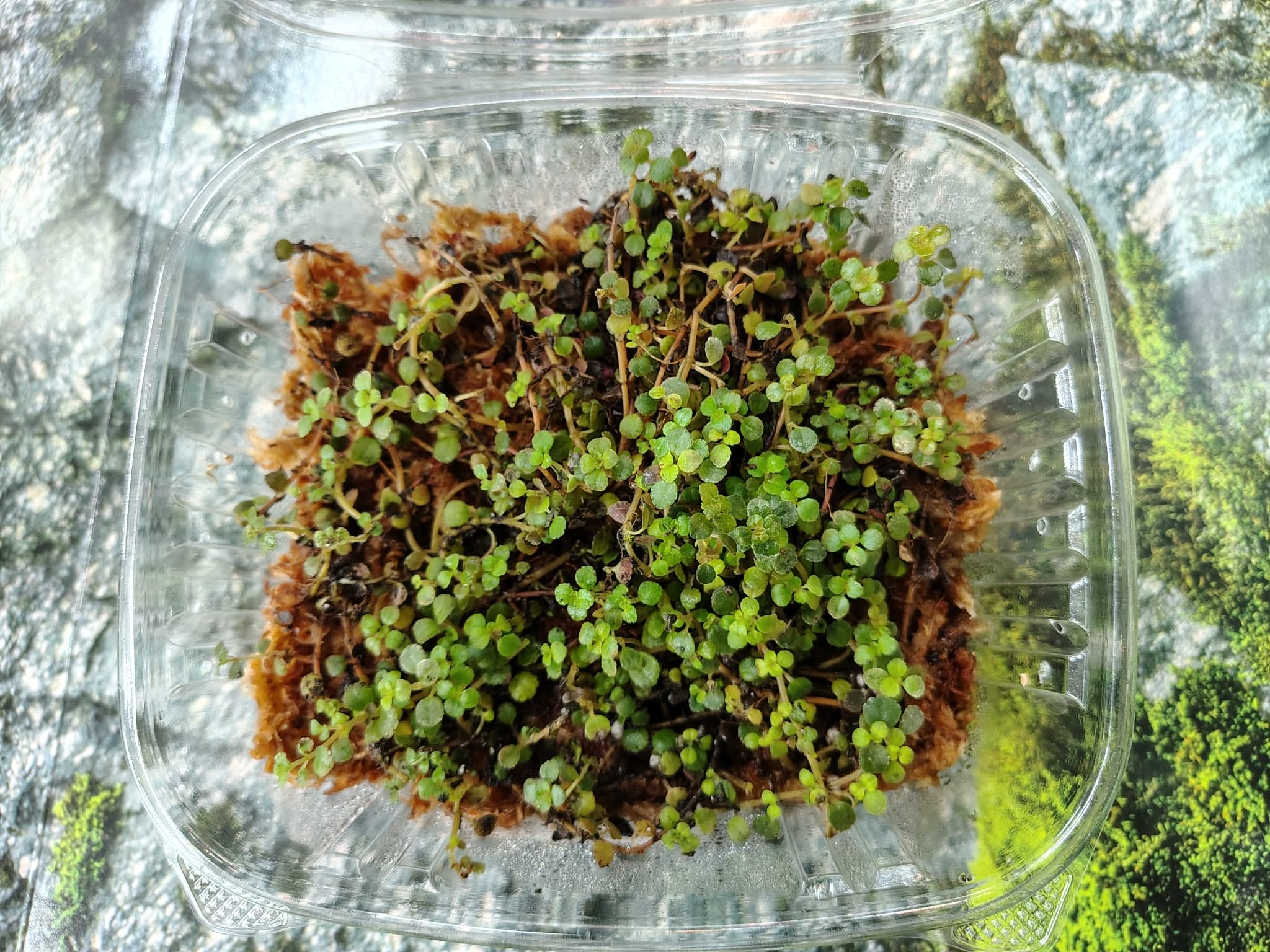 Pilea depressa Plant