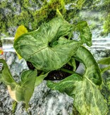 Magazoo Syngonium podophyllum Plant (Variegated)