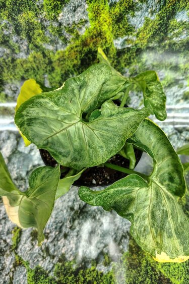 Magazoo Syngonium podophyllum Plant (Variegated)