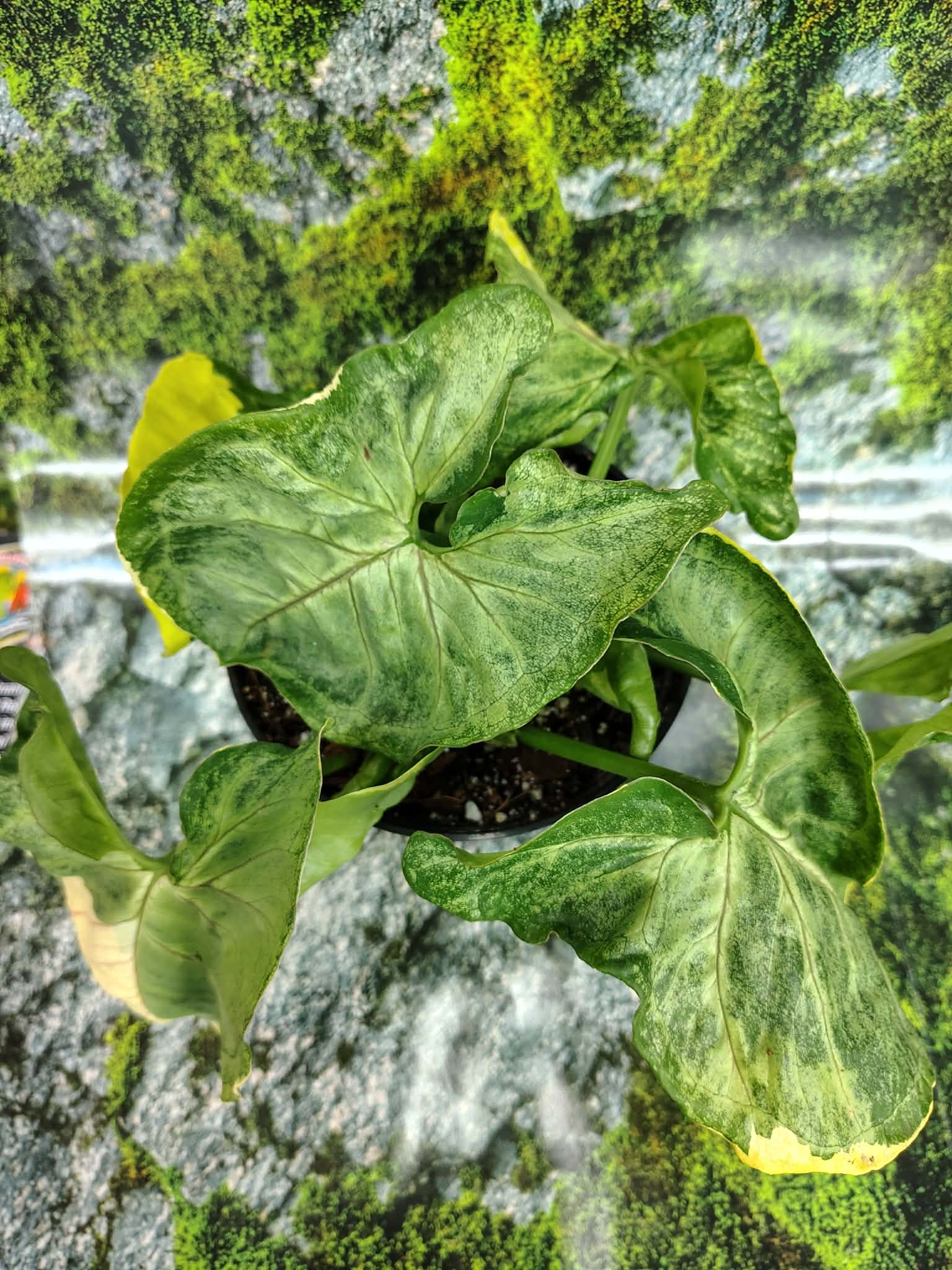 Magazoo Plante Syngonium podophyllum (Variegated)