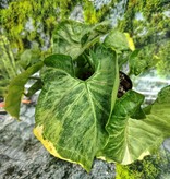 Magazoo Syngonium podophyllum Plant (Variegated)