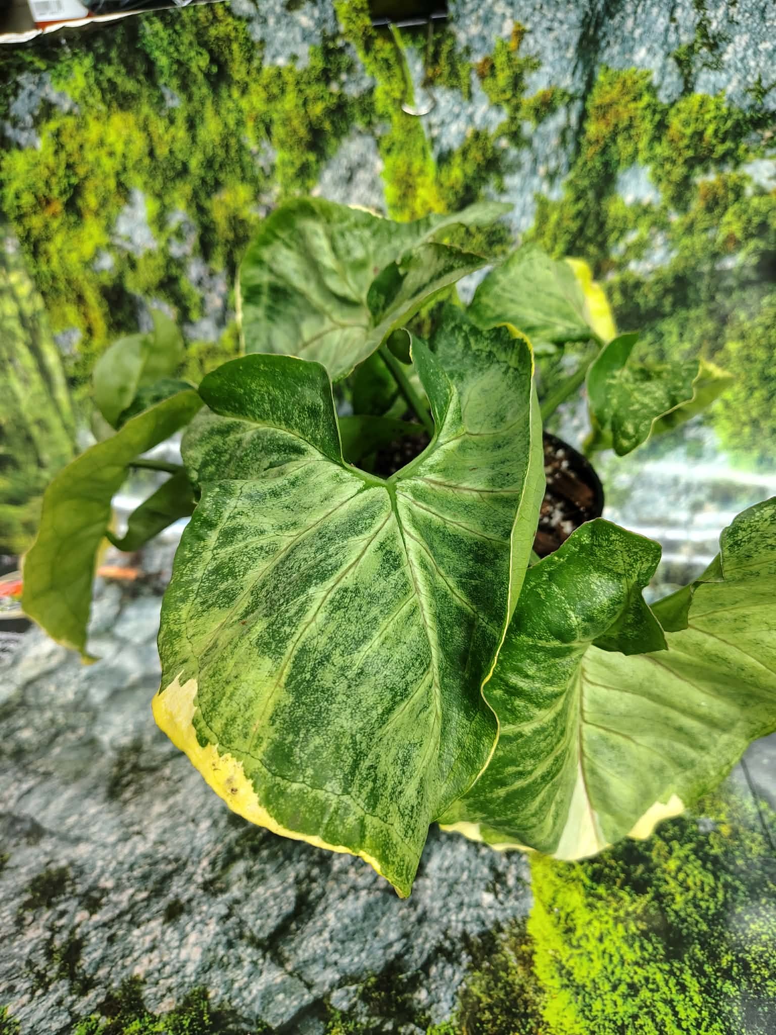 Magazoo Plante Syngonium podophyllum (Variegated)