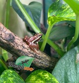 Magazoo Grenouille poison tricolor (Epipedobates Tricolor) Santa Isabella Adulte breeder