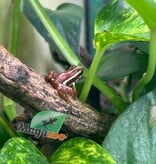 Magazoo Phantasmal Poison Frog (Epipedobates Tricolor) Santa Isabella Adult breeder
