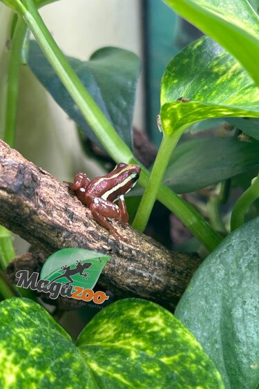 Magazoo Phantasmal Poison Frog (Epipedobates Tricolor) Santa Isabella Adult breeder