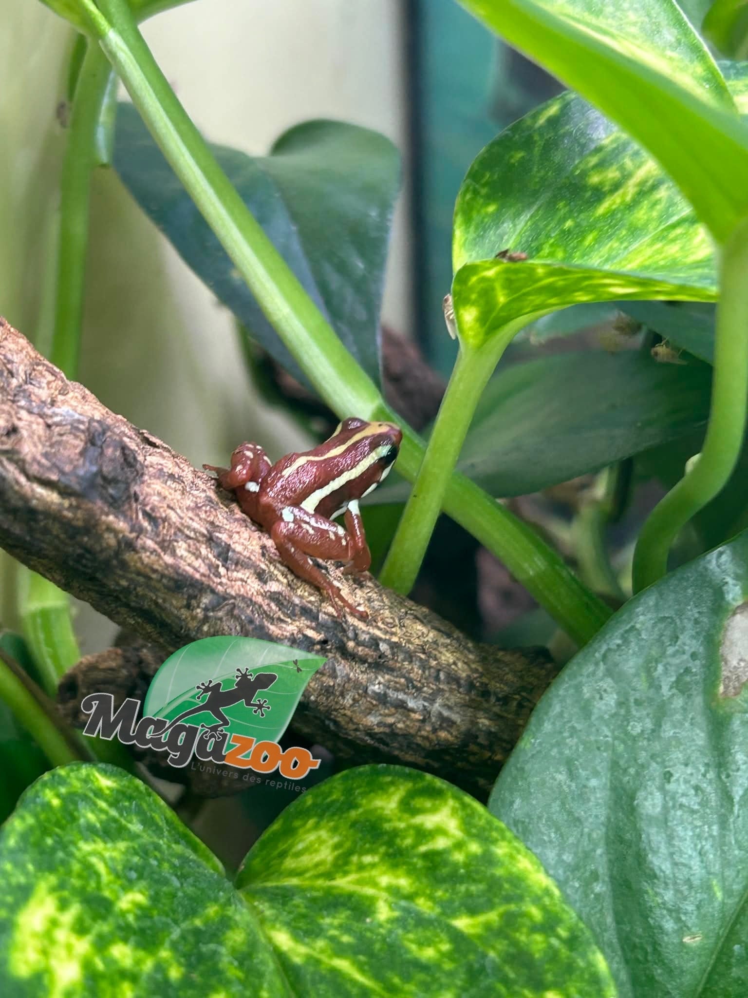 Magazoo Phantasmal Poison Frog (Epipedobates Tricolor) Santa Isabella Adult breeder