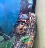 Magazoo Phantasmal Poison Frog (Epipedobates Tricolor) Santa Isabella Adult breeder