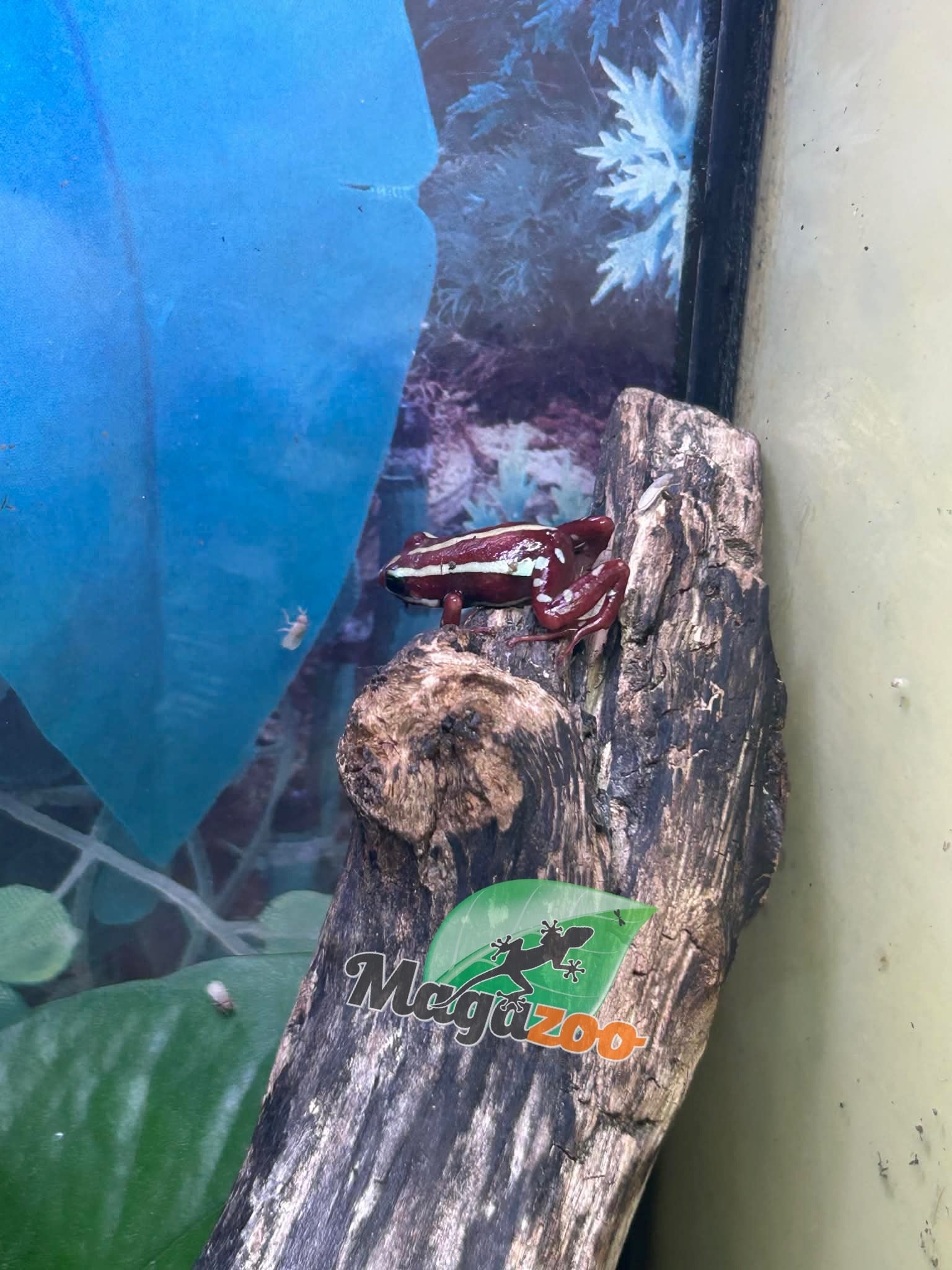 Magazoo Phantasmal Poison Frog (Epipedobates Tricolor) Santa Isabella Adult breeder