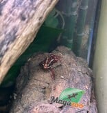 Magazoo Phantasmal Poison Frog (Epipedobates Tricolor) Santa Isabella Adult breeder