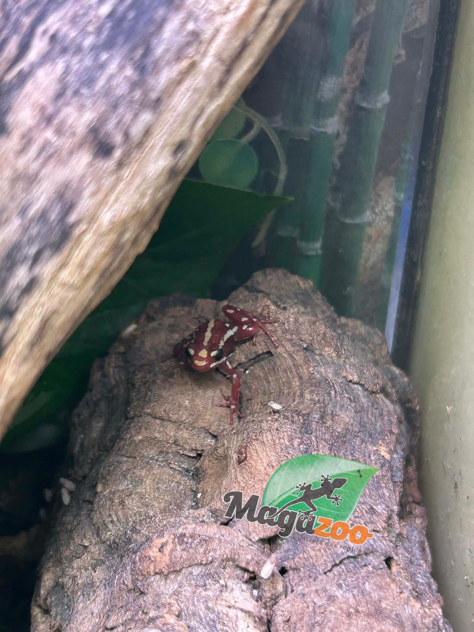 Magazoo Grenouille poison tricolor (Epipedobates Tricolor) Santa Isabella Adulte breeder