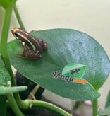 Magazoo Phantasmal Poison Frog (Epipedobates Tricolor) Santa Isabella Adult breeder