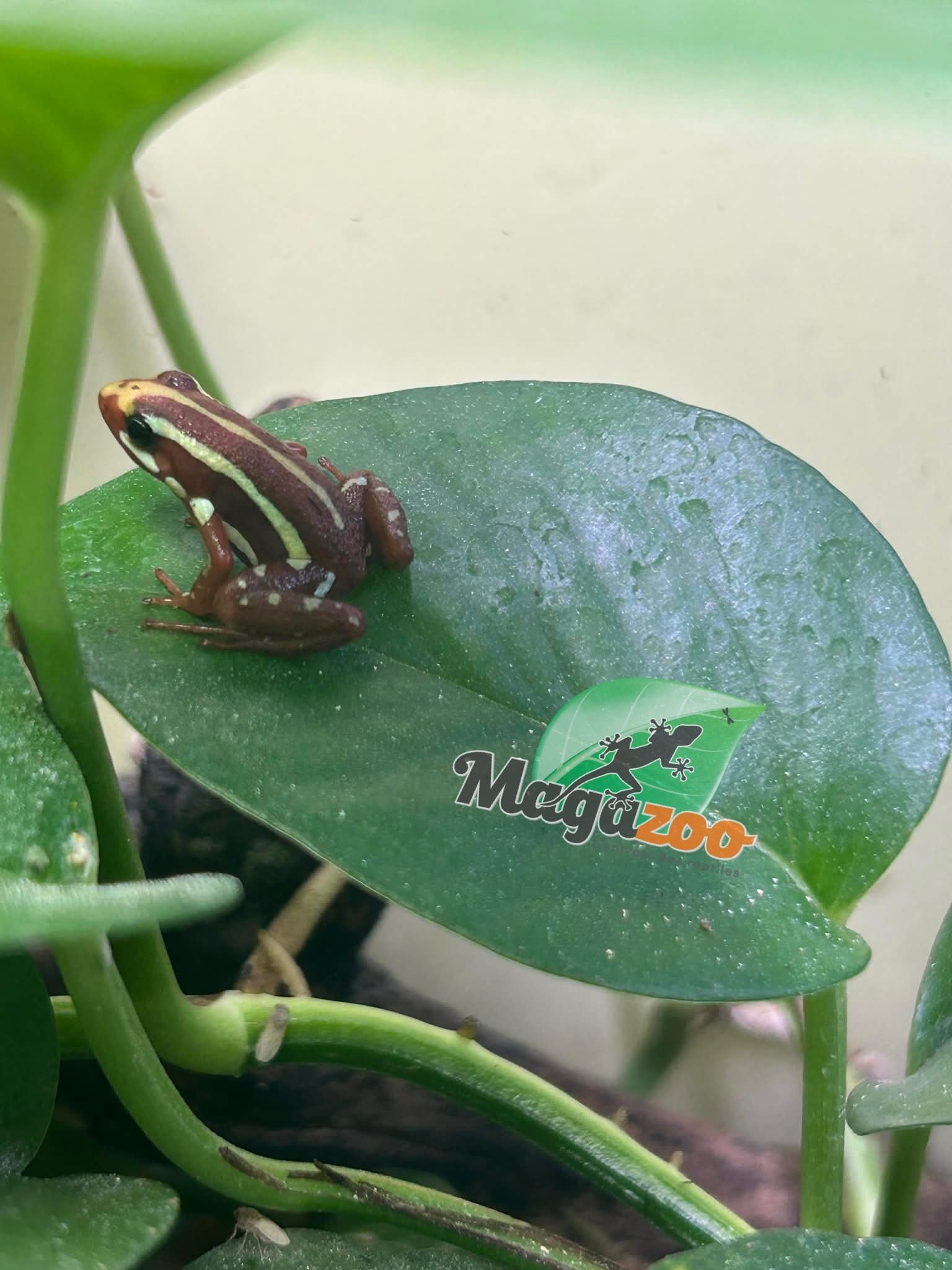 Magazoo Phantasmal Poison Frog (Epipedobates Tricolor) Santa Isabella Adult breeder
