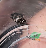 Magazoo Baby Jumping spider / Phiddipus regius (I3) Appalachicola white