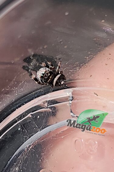 Magazoo Baby Jumping spider / Phiddipus regius (I3) Appalachicola white