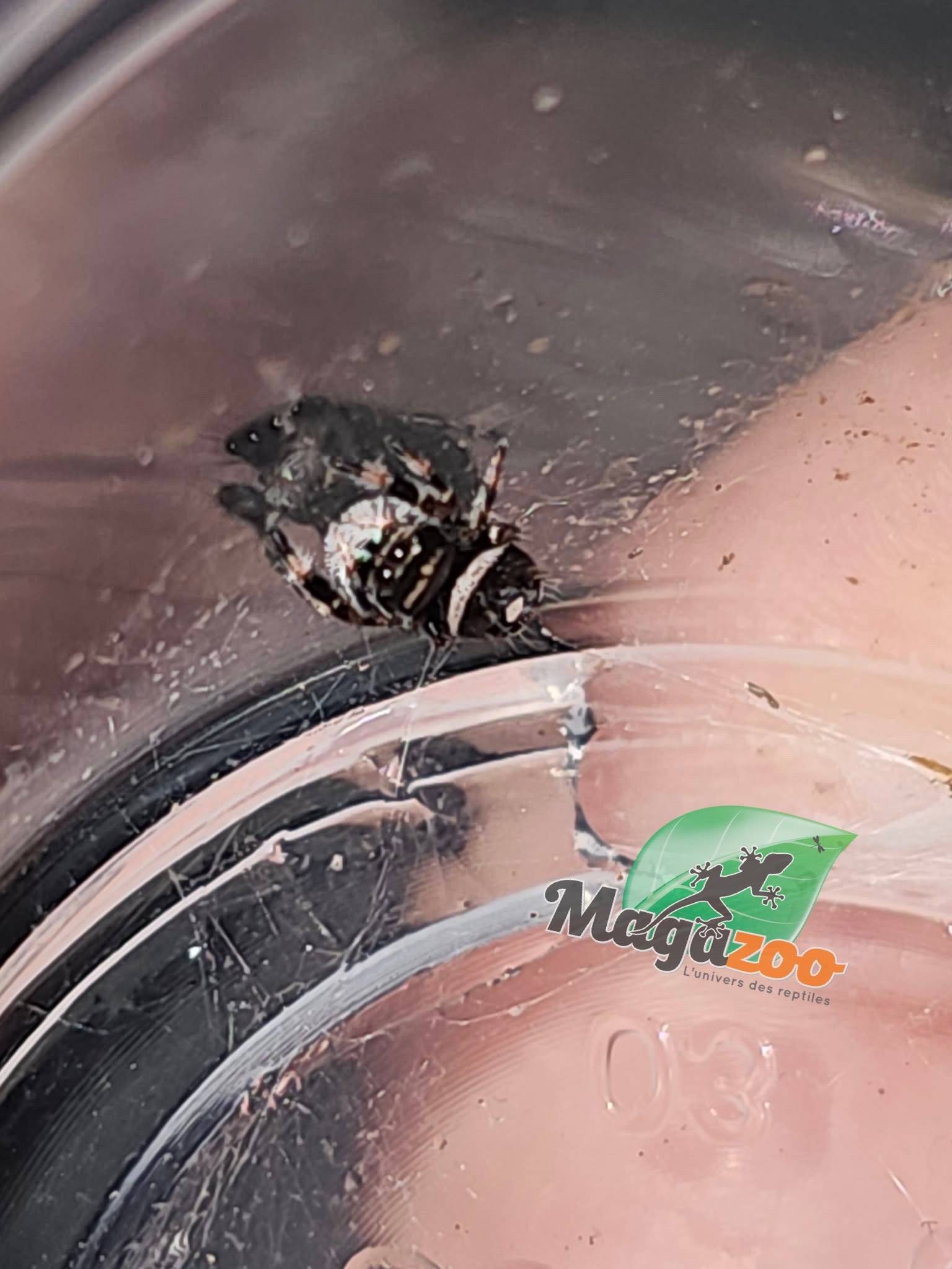 Magazoo Baby Jumping spider / Phiddipus regius (I3) Appalachicola white