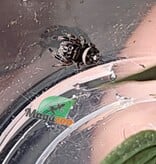 Magazoo Araignée sauteuse Bébé / Phiddipus regius (I3) Apalachicola white