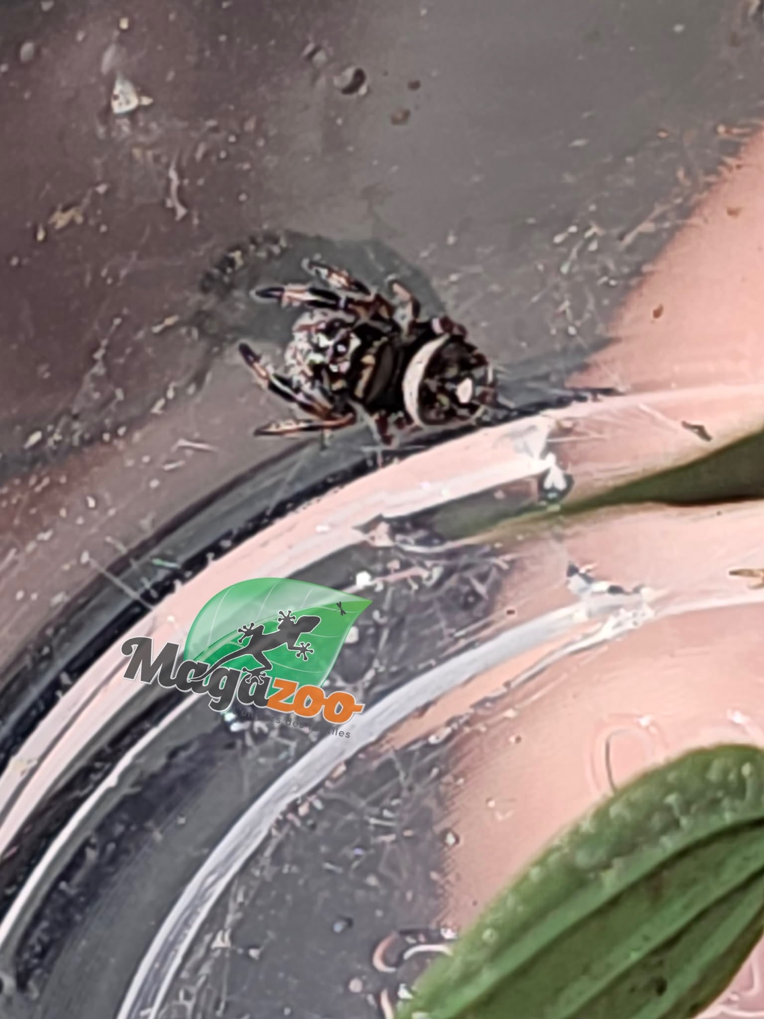 Magazoo Baby Jumping spider / Phiddipus regius (I3) Appalachicola white
