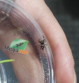 Magazoo Araignée sauteuse Bébé / Phiddipus regius (I3) Appalachicola