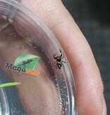 Magazoo Baby Jumping spider / Phiddipus regius (I3) Appalachicola
