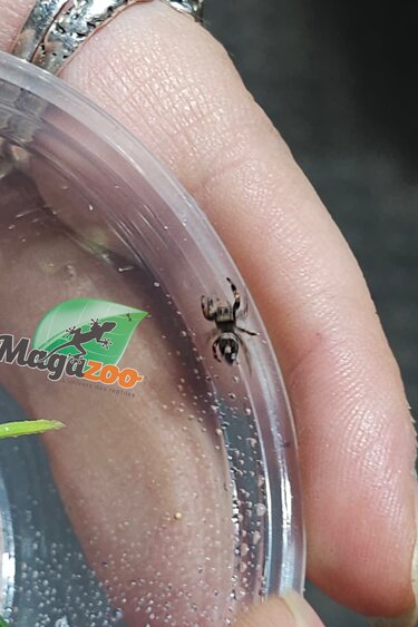 Magazoo Araignée sauteuse Bébé / Phiddipus regius (I3) Appalachicola