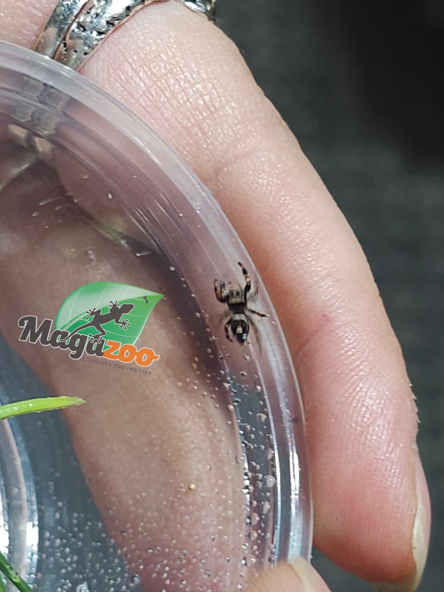 Magazoo Araignée sauteuse Bébé / Phiddipus regius (I3) Appalachicola