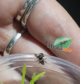 Magazoo Araignée sauteuse Bébé / Phiddipus regius (I3) Appalachicola