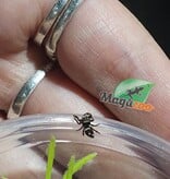 Magazoo Baby Jumping spider / Phiddipus regius (I3) Appalachicola